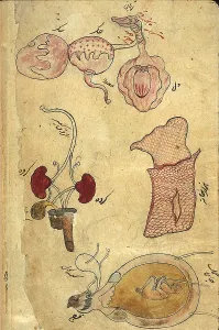 Text Prints: Akbar's Medicine, Anatomy, 18th Century