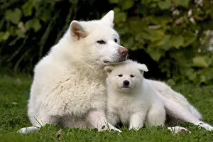 Dogs Prints: Akita Inu Dog and Puppy