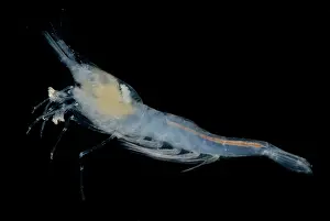 Aquifer Prints: Alabama Cave Shrimp