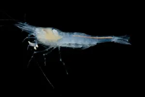 Aquifer Prints: Alabama Cave Shrimp