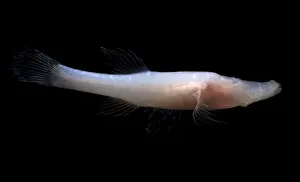 Aquifer Prints: Alabama Cavefish