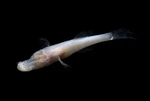 Freshwater Prints: Alabama Cavefish