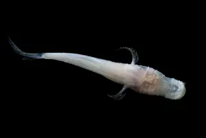 Freshwater Prints: Alabama Cavefish