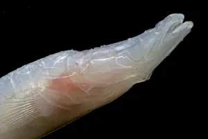 Freshwater Prints: Alabama Cavefish