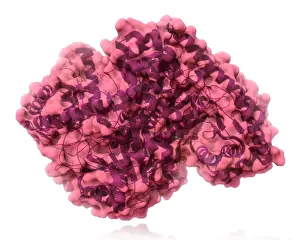 Alanine Transaminase, Molecular Model