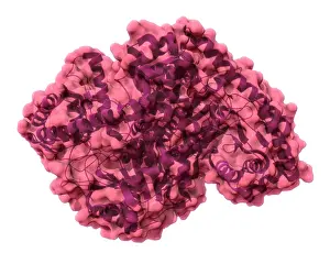 Cycle Prints: Alanine Transaminase, Molecular Model