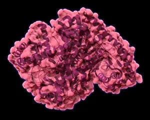 Cycle Prints: Alanine Transaminase, Molecular Model