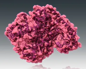 Graphics Prints: Alanine Transaminase, Molecular Model