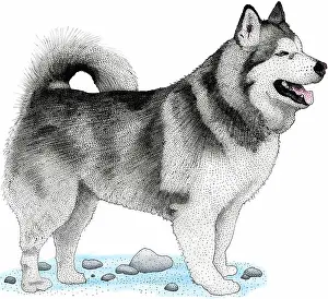 Companion Prints: Alaskan malamute