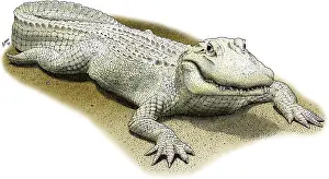Albino Prints: Albino American Alligator