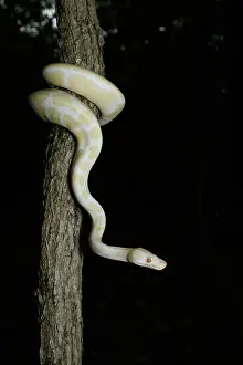 Serpentes Prints: Albino Ball Python climbing tree