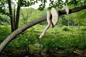 Serpentes Prints: Albino Ball Python climbing tree