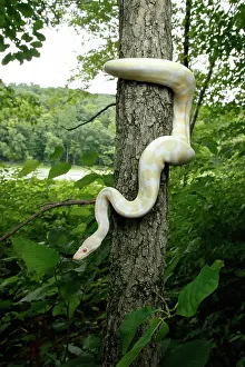 Snake Prints: Albino Ball Python climbing tree