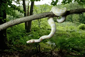 Snake Prints: Albino Ball Python climbing tree