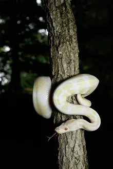 Snake Prints: Albino Ball Python climbing tree