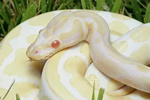 Albino Prints: Albino Ball Python in Grass