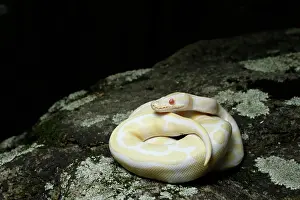 Rock Prints: Albino Ball Python on a Rock