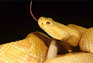 Mutation Prints: Albino Brazilian Rattlesnake