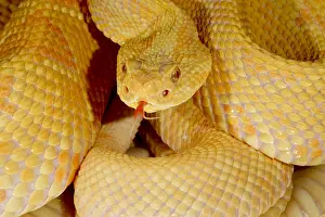 Genetics Prints: Albino Brazilian Rattlesnake