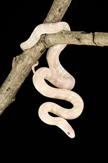 Genetics Prints: Albino California kingsnake