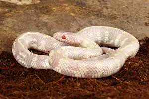 Genetics Prints: Albino California kingsnake