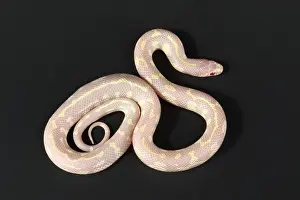 Genetics Prints: Albino California kingsnake