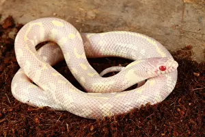 Genetics Prints: Albino California kingsnake
