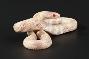 Genetics Prints: Albino California kingsnake