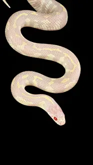 Genetics Prints: Albino California kingsnake
