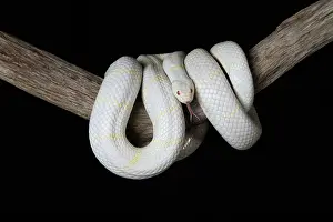Serpent Prints: Albino California Kingsnake (Lampropeltis californiae)