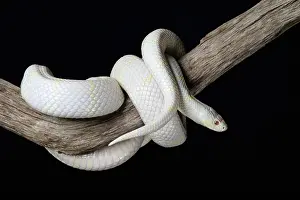 Serpent Prints: Albino California Kinsnake (Lampropeltis Californiae) coiled around branch