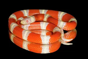 Genetics Prints: Albino Nelson's milksnake (Lampropeltis triangulum nelsoni)