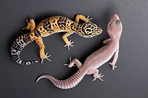 Best Sellers Part II Prints: An albino and a normal Leopard Gecko E. Macularius Collection