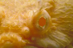 Albino Prints: Albino Oyster Toadfish