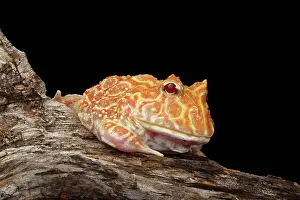 Albino Prints: Albino Pacman Frog