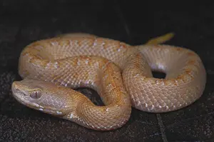 Genetics Prints: Albino Slender Hognosed Pitviper