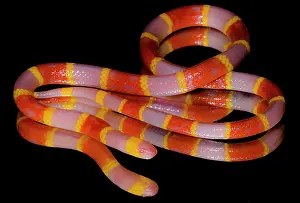 Genetics Prints: Albino Texas Coral Snake (Micrurus tener)