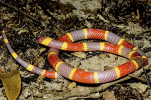 Genetics Prints: Albino Texas Coral Snake (Micrurus tener)