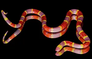 Genetics Prints: Albino Texas Coral Snake (Micrurus tener)
