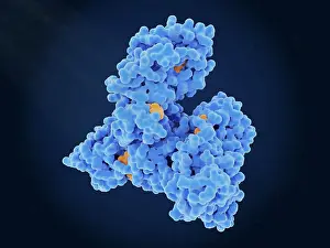 Blood Prints: Albumin molecule transporting multiples molecules of a steroid drug (dexamethasone)