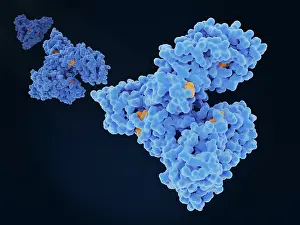Blood Prints: Albumin molecules transporting a steroid drug (dexamethasone)