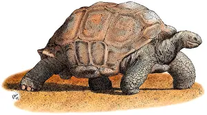 Tortoises Prints: Aldabra Tortoise