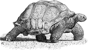 Tortoises Prints: Aldabra Tortoise