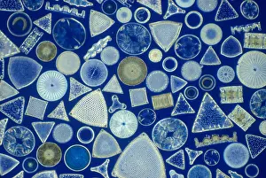 Medical Prints: Algae, fossil diatoms, light micrograph