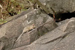 Rats Prints: Allegheny Woodrat in habitat