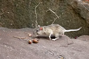 Rats Prints: Allegheny Woodrat in habitat