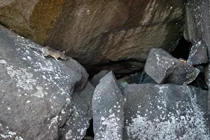 Rats Prints: Allegheny Woodrat in habitat