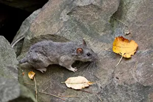 Rats Prints: Allegheny Woodrat (Neotoma Magister)