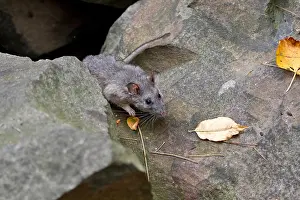 Rats Prints: Allegheny Woodrat (Neotoma Magister)