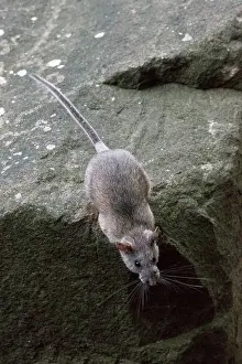 Rats Prints: Allegheny Woodrat (Neotoma Magister)
